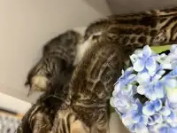 Бенгальские котята, фотография 11