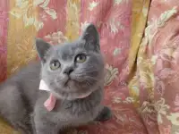 Шотландские котята, фотография 2
