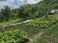 Дачный участок, Минская район.Садовае товарищества Подвески., фотография 5