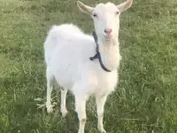 Продам козу