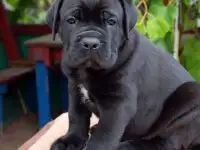щенки кане корсо