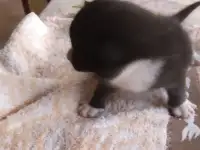 Котенок мальчик пушистый, фотография 4