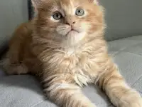 Мальчики Мейн кун
