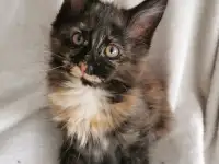 Котята Мейн Кунчики, фотография 5