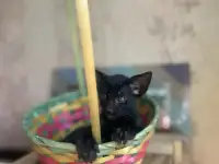 Ориентальные котята к продаже, фотография 5