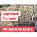 Фундук саженцы отводки сформированные на штамбе сорт Каталонский, фотография 3