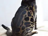 Угольный бенгальский котенок подрощенный, фотография 10