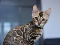 Бенгальские котята из питомника: котик, фотография 2