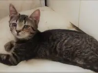 Котята в дар, в добрые руки, фотография 8
