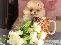 Померанский шпиц, щенки. Мини мишки, фотография 5