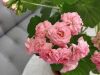 Розебудные цветущие герани Antique Rose - 15 и 22 рублей, фотография 5