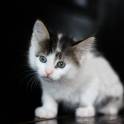 Маленькие котята разного окраса в дар., фотография 3