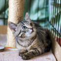 Маленькие котята разного окраса в дар., фотография 4