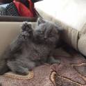 Британские котята, фотография 2