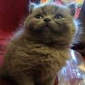 Британские котята, фотография 3