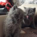 Британские котята, фотография 4