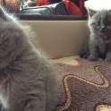 Британские котята, фотография 5