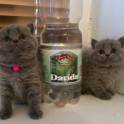 Британские котята, фотография 7