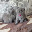 Британские котята, фотография 8