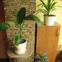 укладка природного камня и тротуарной плитки, фотография 6