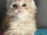 Котята Мейн-кун, фотография 6