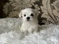 Мальтийская болонка мини, фотография 3