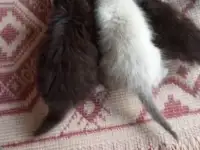 Котята милашки, фотография 4