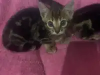 Бенгальские котята, фотография 3