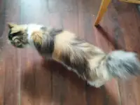 Отдам кошку породы Русская сторожевая в добрые руки., фотография 2