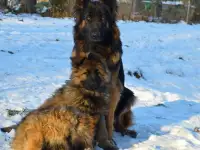 щенки немецкой длинношерстной овчарки, фотография 4