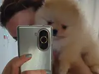 Шпиц, фотография 2