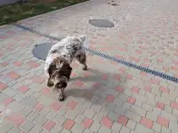 Дратхаар, фотография 4