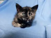 Котята в дар