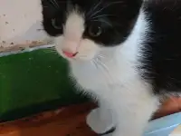 Ищу семью для котенка, фотография 3