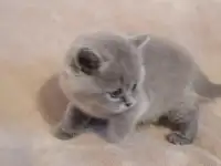 Котята Британские, фотография 10
