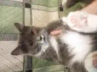 Котята в добрые руки, фотография 8