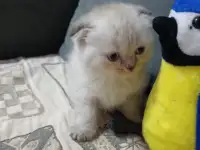 Шотландские котята, фотография 2