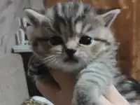 Продам котят шотландской породы, фотография 5