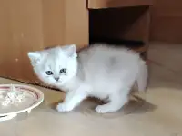 Шотландские котята., фотография 4