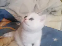 Продам британских котят, фотография 8