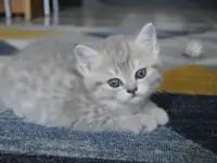 Шотландские прямоухие котята, фотография 11