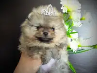 Померанский шпиц, щенки. Мини мишки, фотография 5