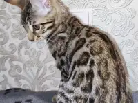Бенгальские котята, фотография 5