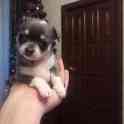 Чихуахуа девочка голубого окраса, фотография 4