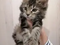 Продам котят породы мей-кун, фотография 6