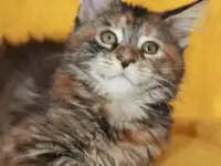 5 Котенок Мейн кун, фотография 3