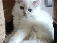 Шотландские котята с голубыми глазами, фотография 2