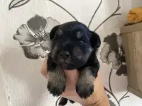 Щенок цвергшнауцера
