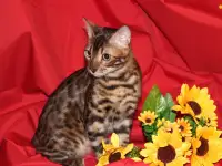 Бенгальский мальчик из питомника