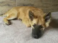 Отдам щенка в дар